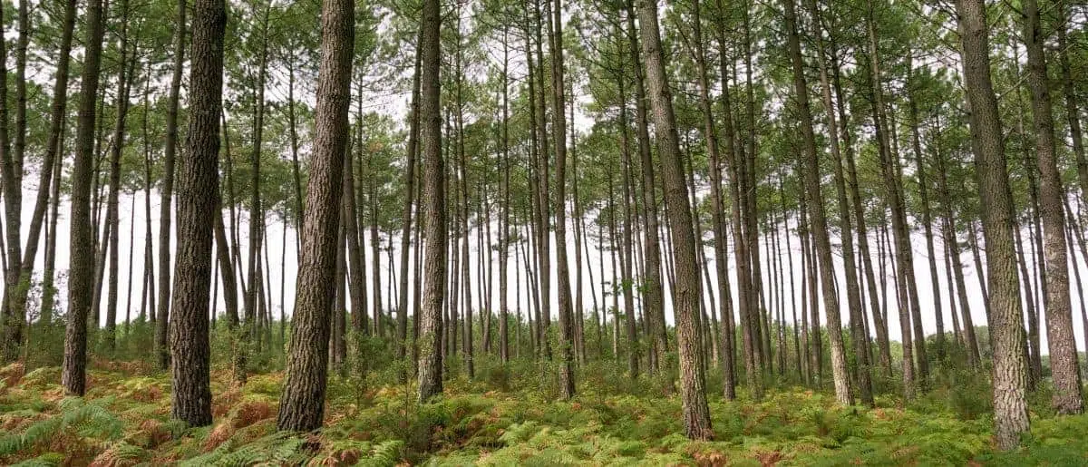 Living legacy Memorial Tree Forest