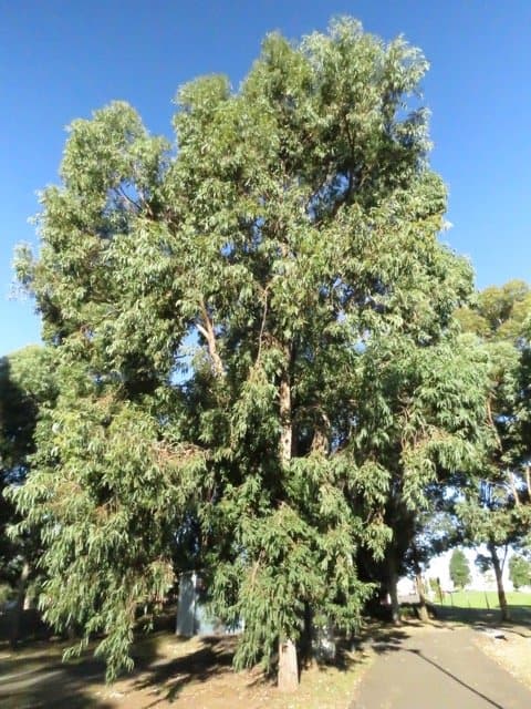 sydenham-green-photo-by-saving-our-trees