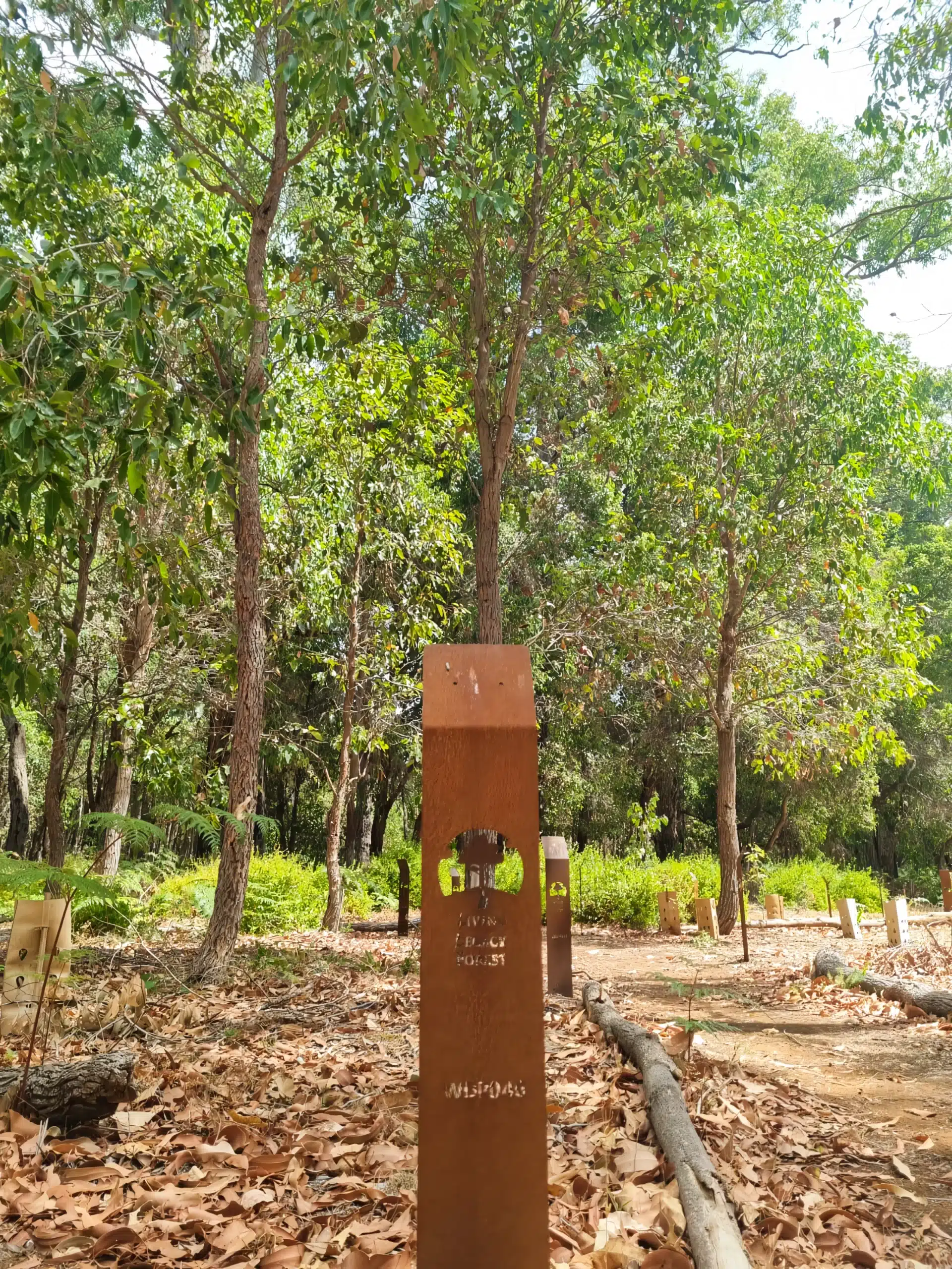 A Glimpse of Wellington Dam’s Tree Section Legacy