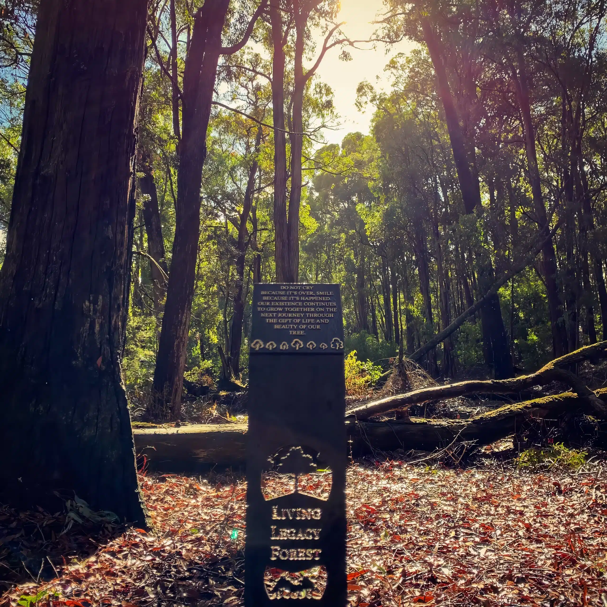 Living Legacy at Wellington Dam - Tree Section View