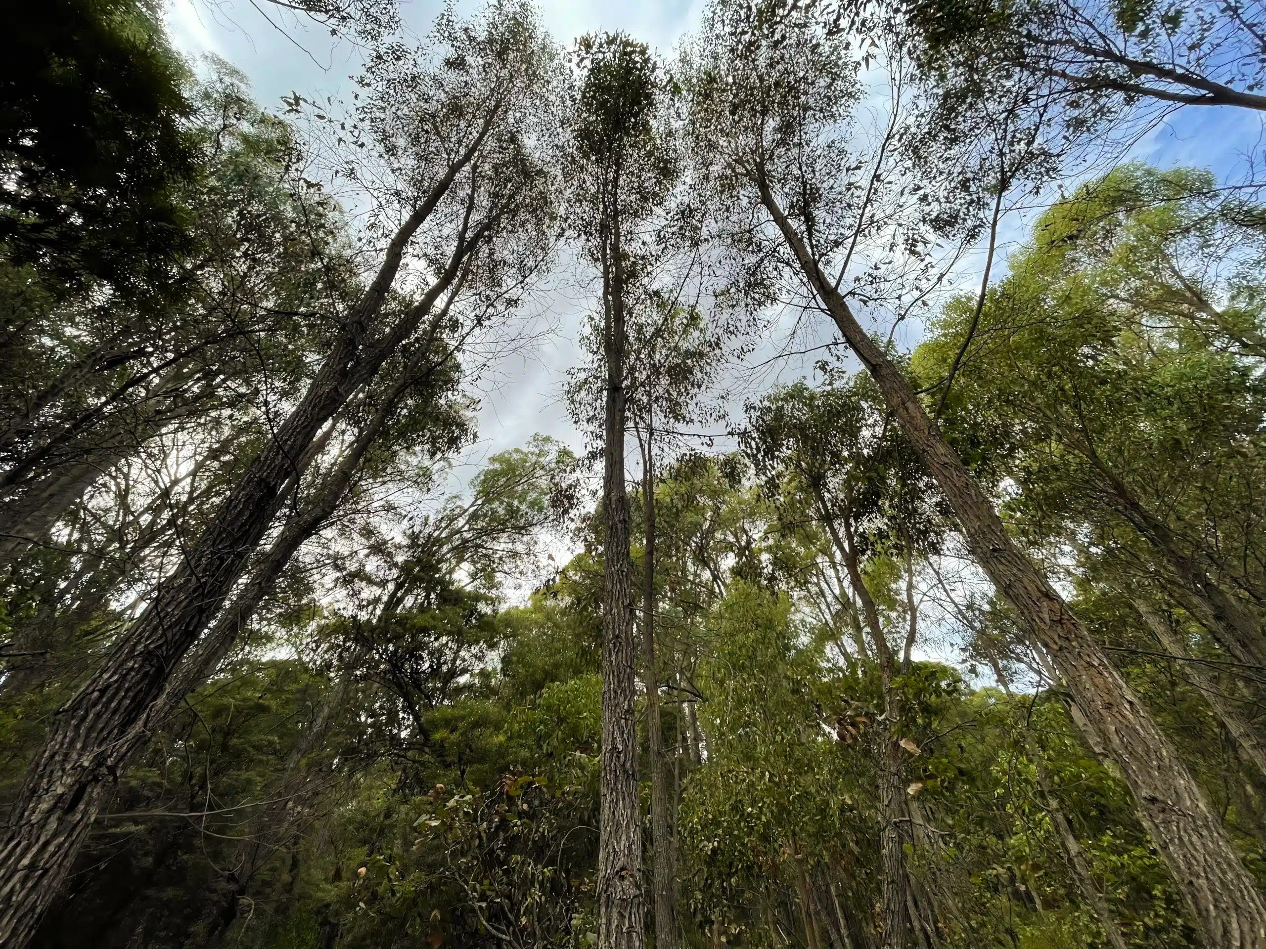 Living legacy wellington dam tree section
