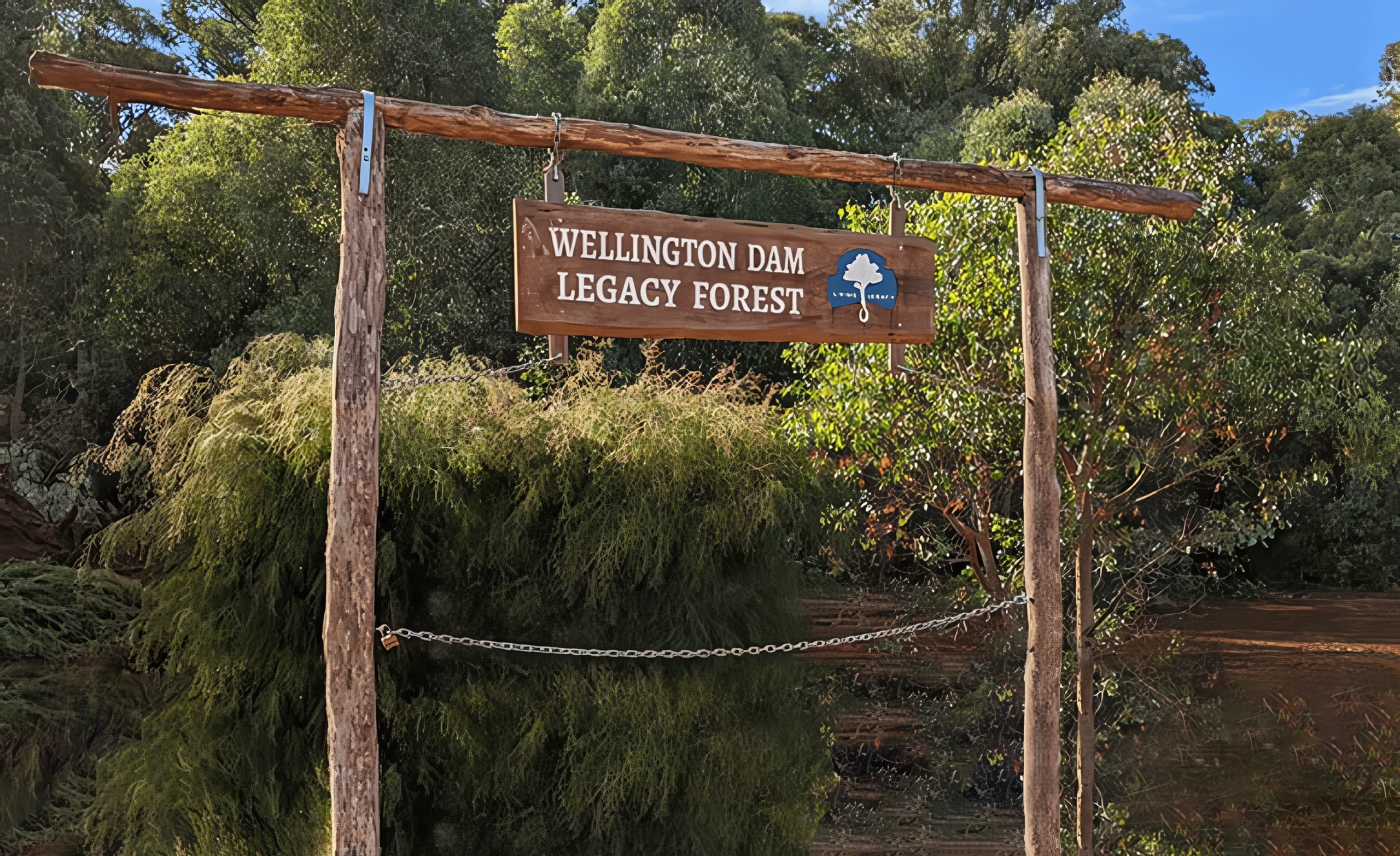The Majestic Trees of Wellington Dam - A Living Legacy