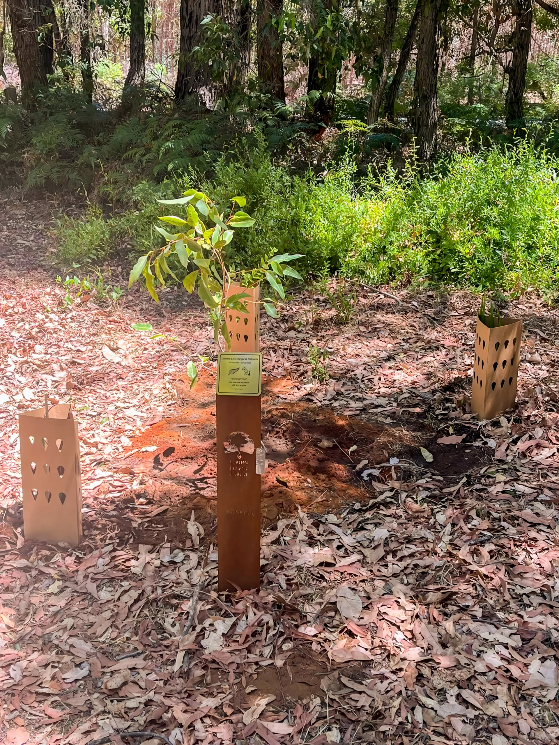 Wellington Dam Tree Section - A Living Legacy
