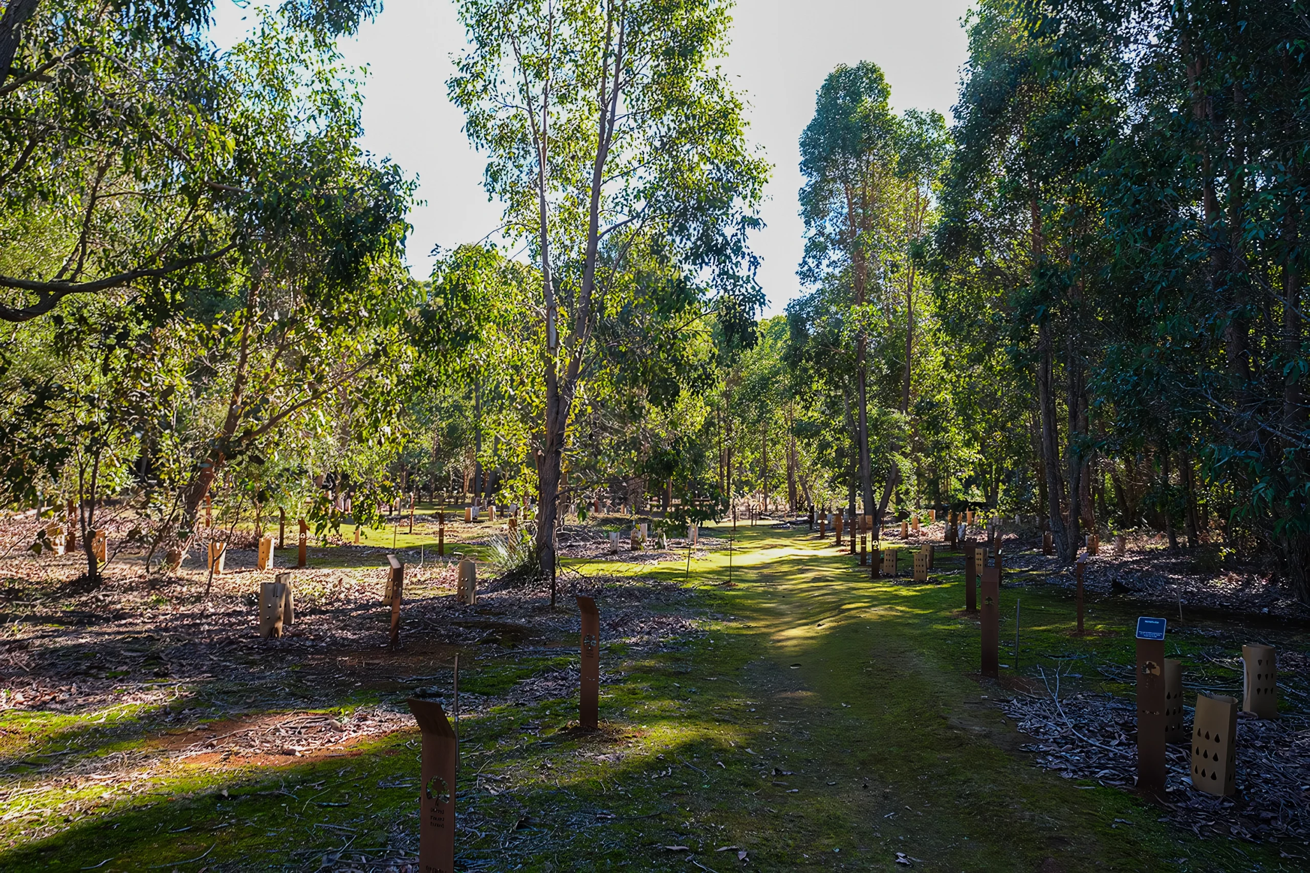 Wellington Dam Trees Preserving a Legacy