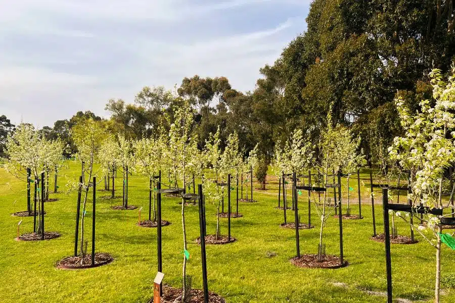 Location for planting memorial trees for pets in Australia at Mornington Green Living Legacy Gardens