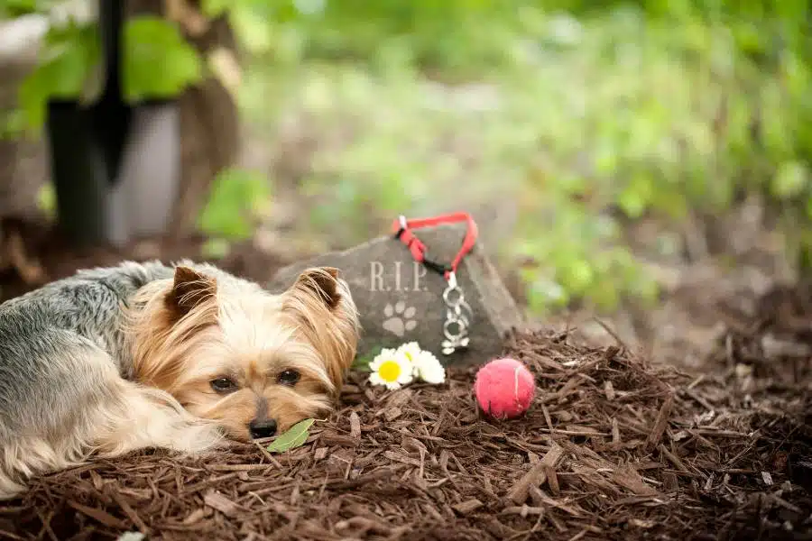 A dog beside a pet burial