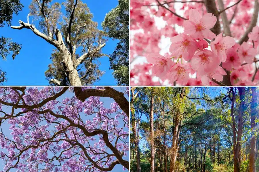 Types of memorial trees to plant for our pet in Australia