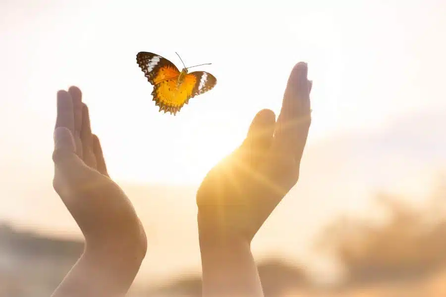 A butterfly release as a unique celebration of life option