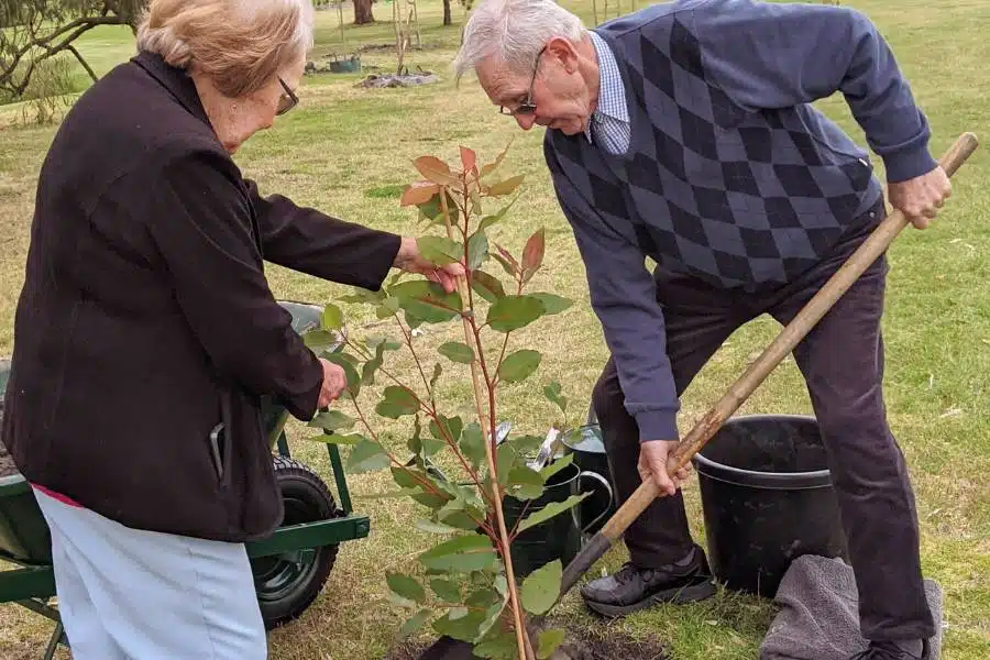 An elderly couple planting a Living Legacy Tree as an alternative to grave for pensioners in Australia