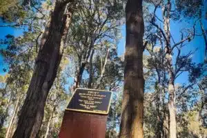 Are memorial trees legit? Yes, memorial trees are legit, but only if you choose the right one. Such as Living Legacy Trees, available throughout Australia
