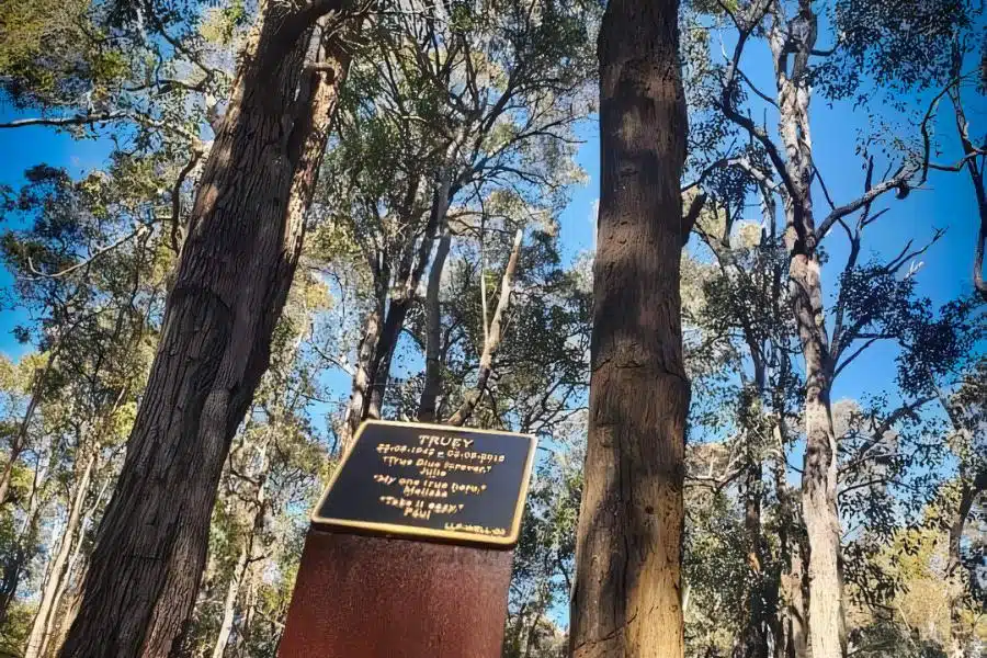 Are memorial trees legit? Yes, memorial trees are legit, but only if you choose the right one. Such as Living Legacy Trees, available throughout Australia
