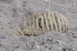 Human cremation ashes picture learn the full composition breakdown here by Living Legacy Forest
