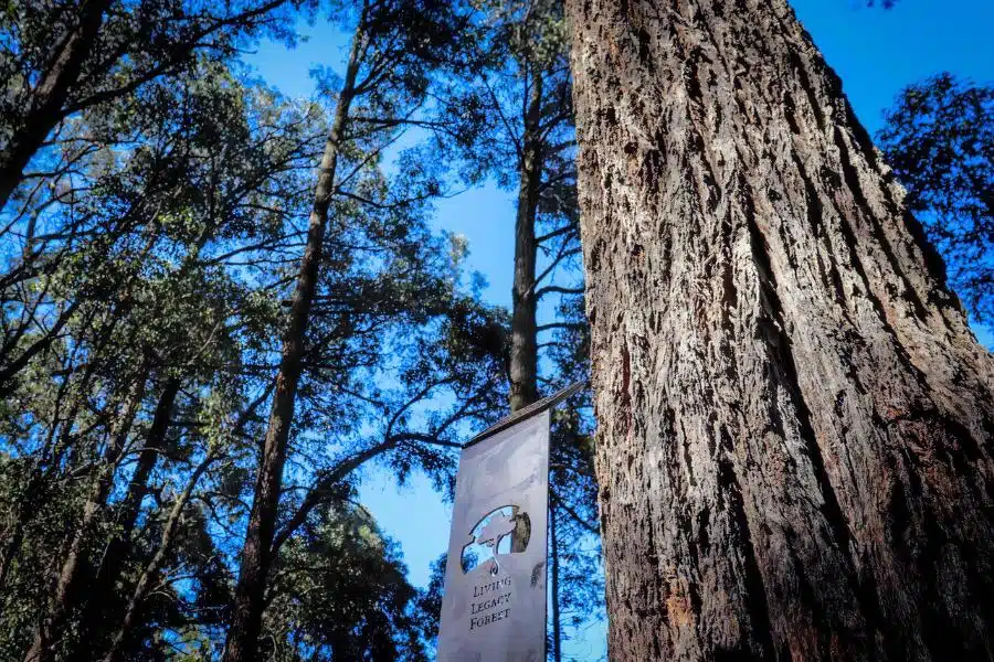 A Living Legacy Tree is the best burial for someone who is dying
