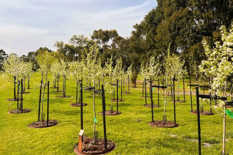 Mornington Green Living Legacy Gardens Photos