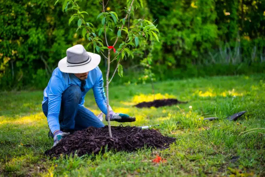 Fake memorial tree program