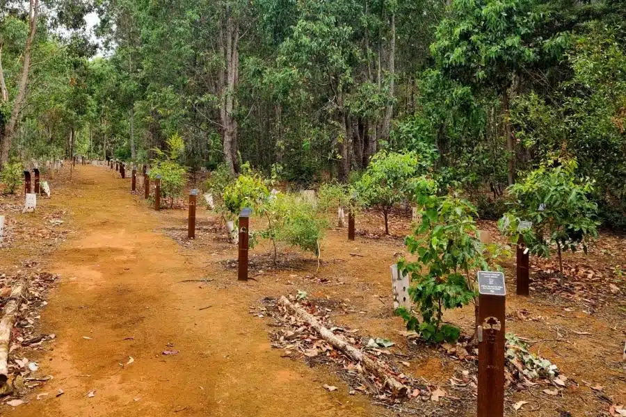 Wellington Dam Living Legacy Forest Photos