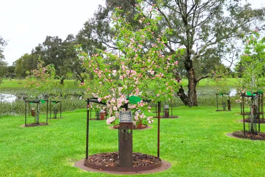 Types of memorial tree you can plant in Australia