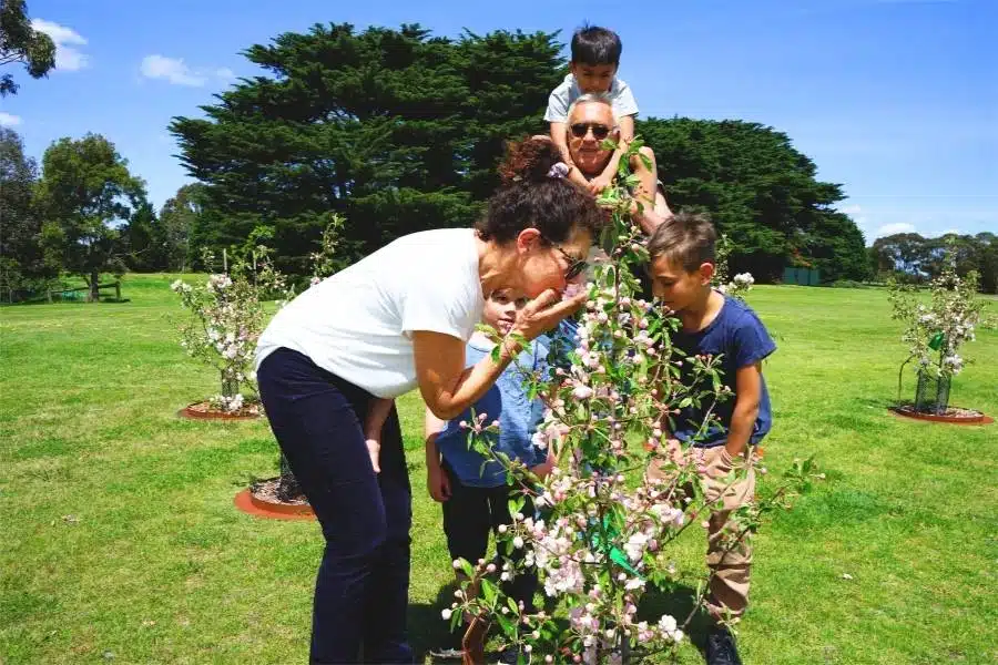 What is the best alternative to cemetery in Australia? it is becoming a Living Legacy Tree