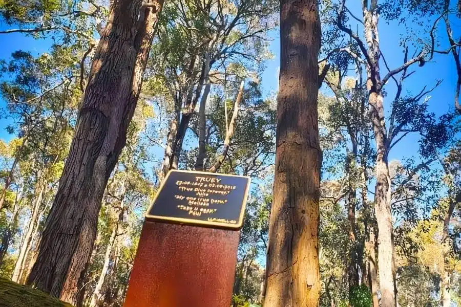 Tree burial in Australia by Living Legacy Forest