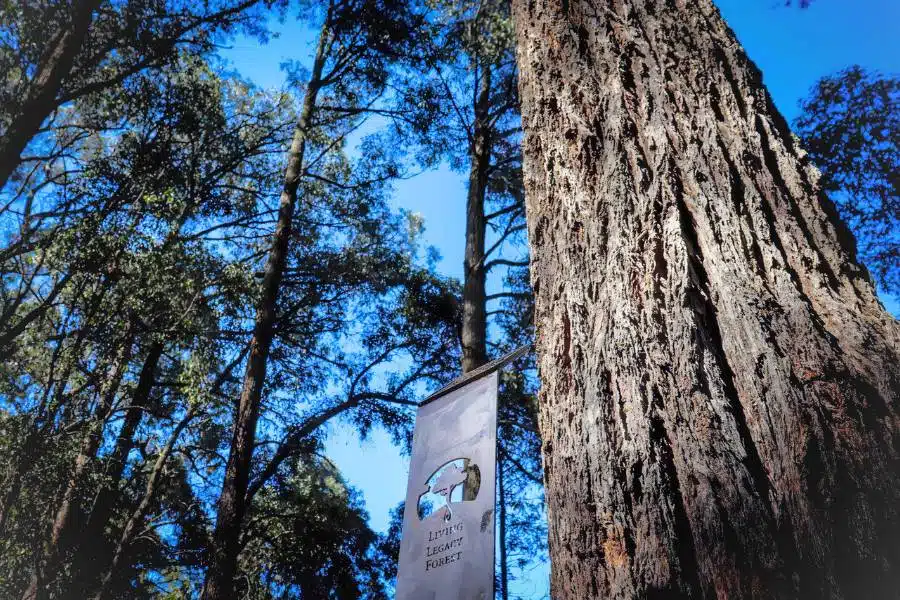 A Living Legacy Tree is one of a fun funeral service in Australia