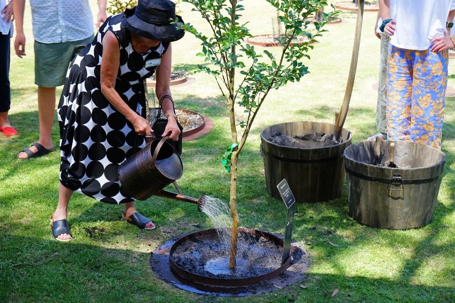 Untreated ashes vs treated ashes for bury ashes under tree