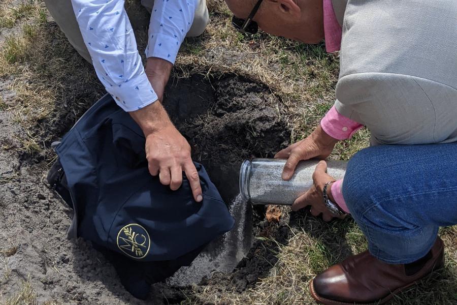 The process of bury ashes under tree and also putting ashes into a tree