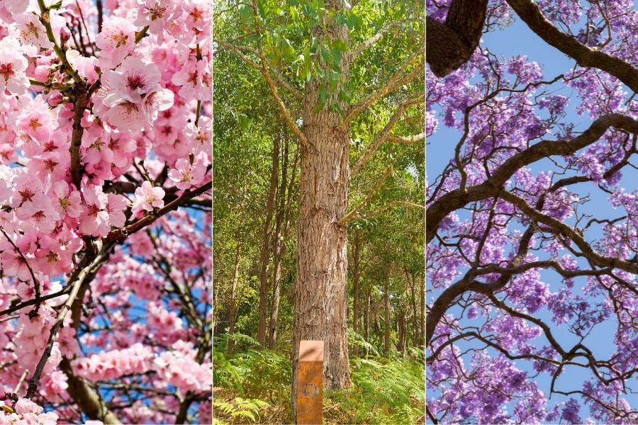 Types of memorial trees to plant for bury ashes under tree and ashes into a tree