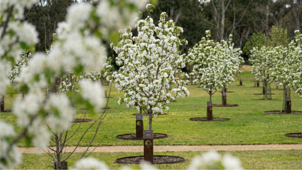 Memorial trees in white blossom with plaques at Mornington Green